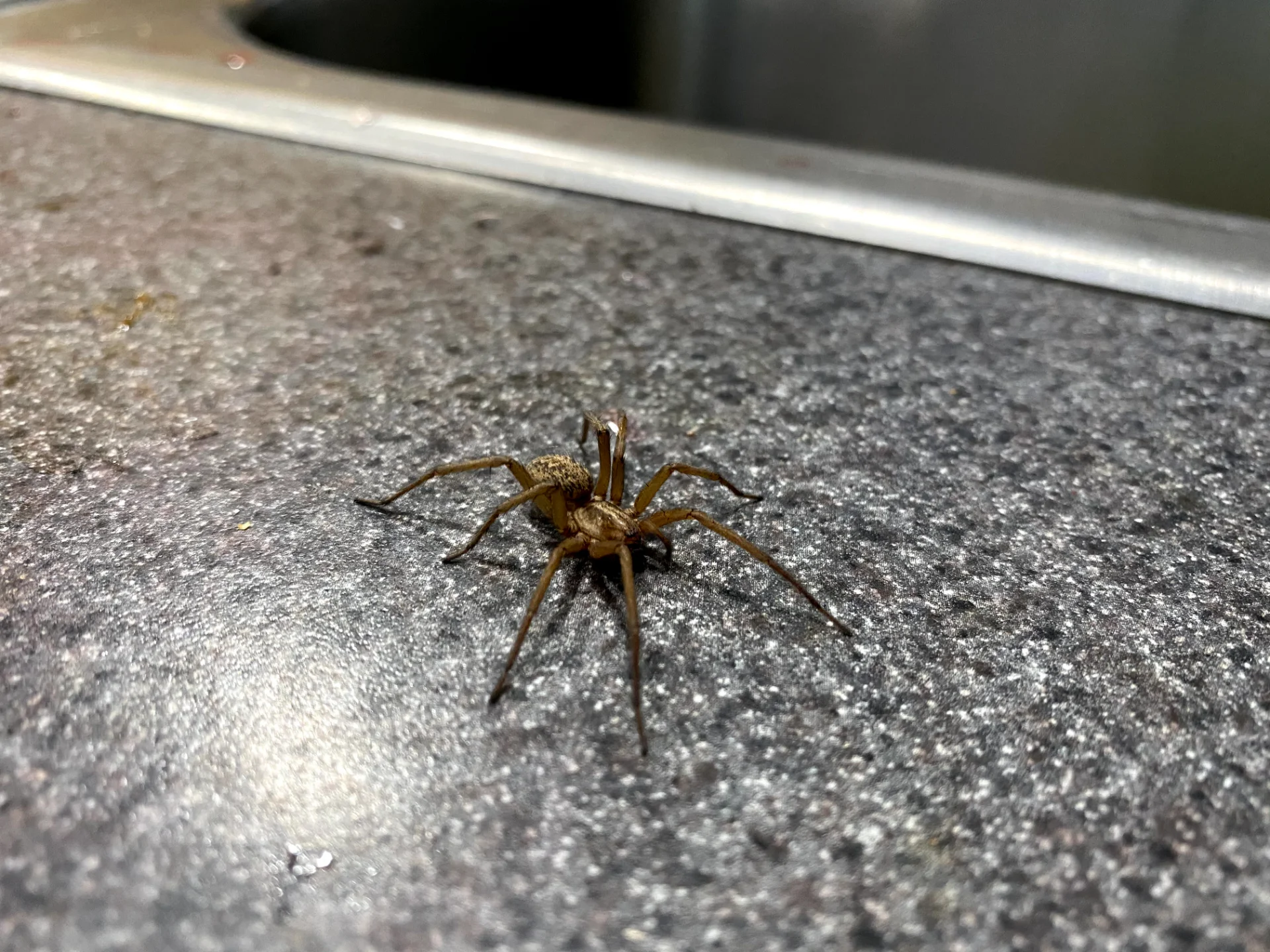 Marriott-Slaterville Spider Control