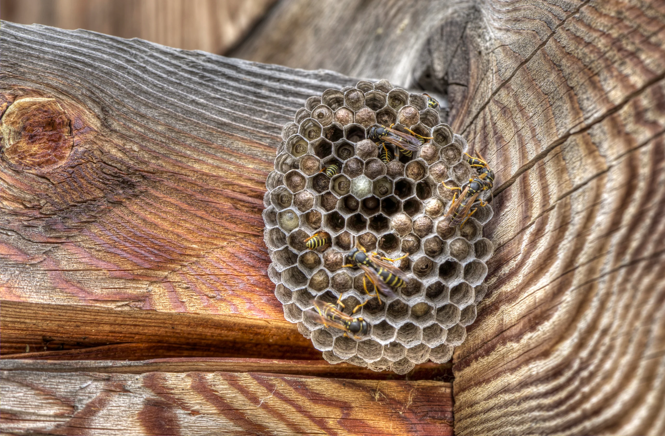 Marriott-Slaterville Wasp Control