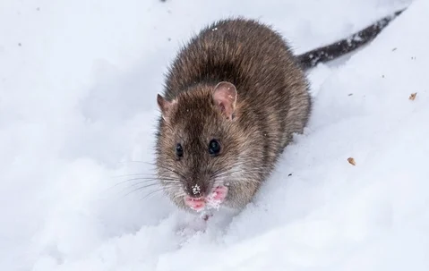 Rodent Rundown: Keeping These Dangerous Pests Away From Your Salt Lake City Property 2 Rodent Rundown- Keeping These Dangerous Pests Away From Your Salt Lake City Property