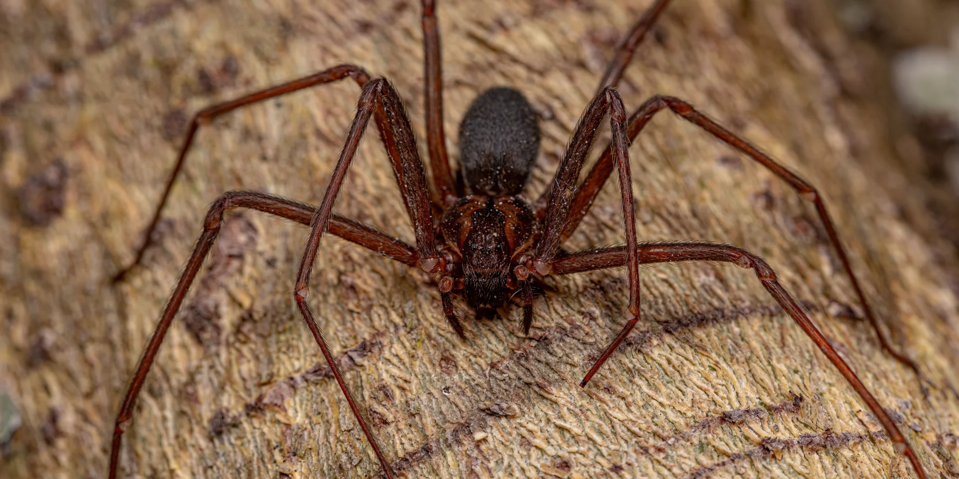 Spider Control Marriott-Slaterville, UT