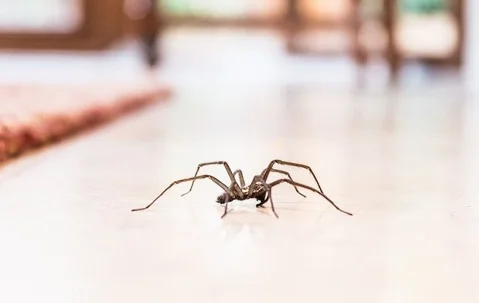 Spiders Be Gone: A Guide To Keeping Spiders Out Your Salt Lake City Home 4 Spiders Be Gone- A Guide To Keeping Spiders Out Your Salt Lake City Home