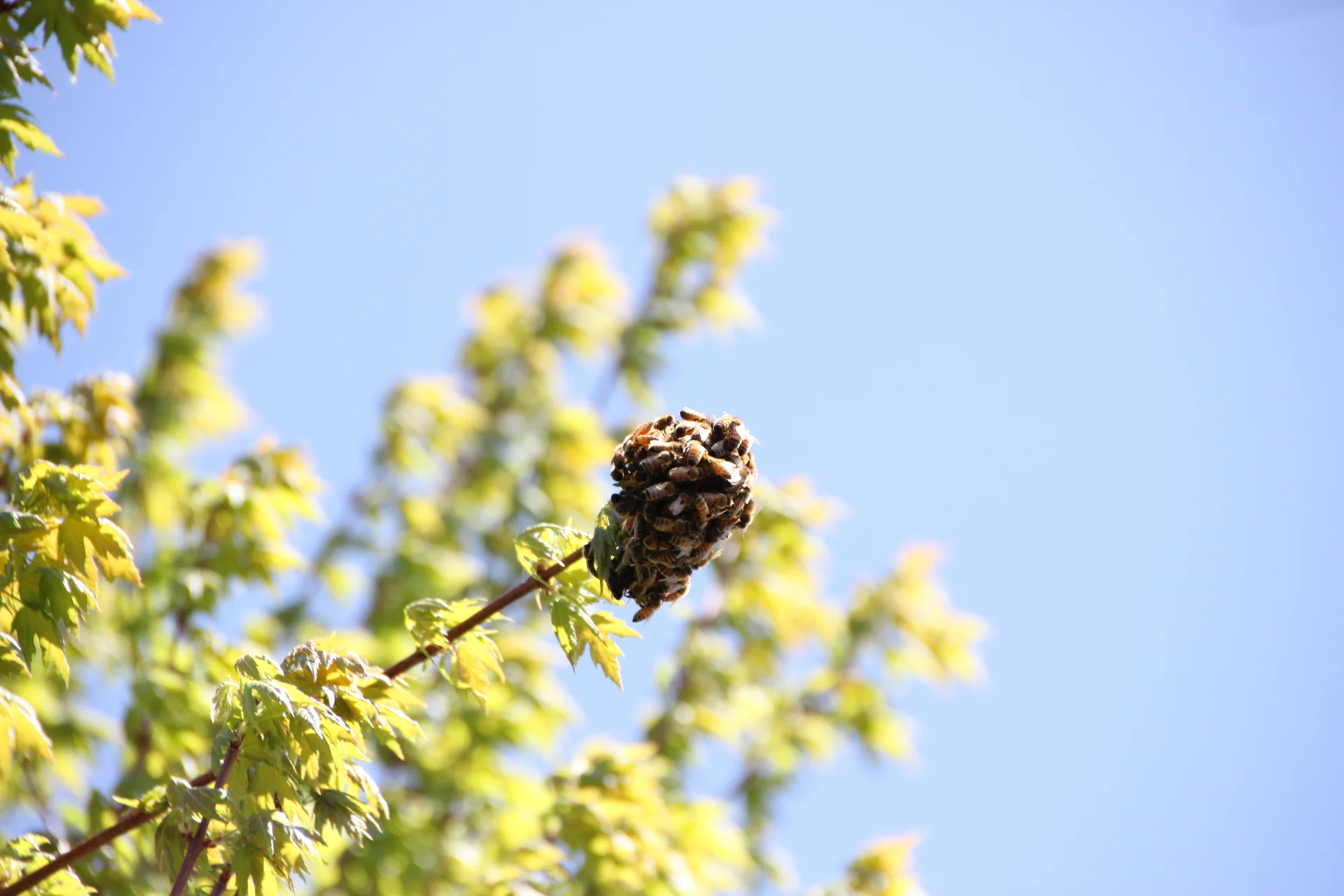 Wasp Control Marriott-Slaterville, UT