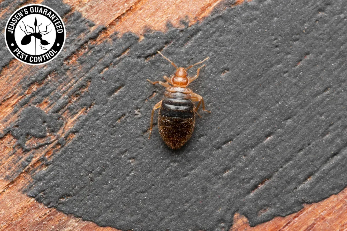 Why Do I See More Bugs After Pest Control 2 bed bug