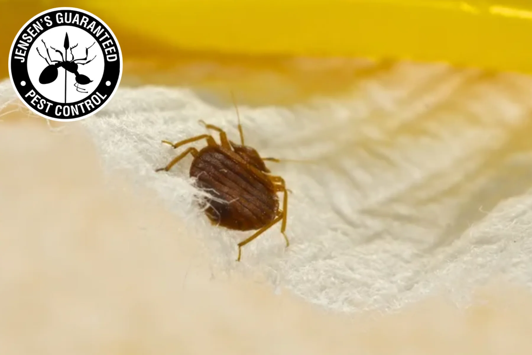 Don't Let The Bed Bugs Bite: The Effective Control Solution For Your Salt Lake City Home 1 bed bug 1