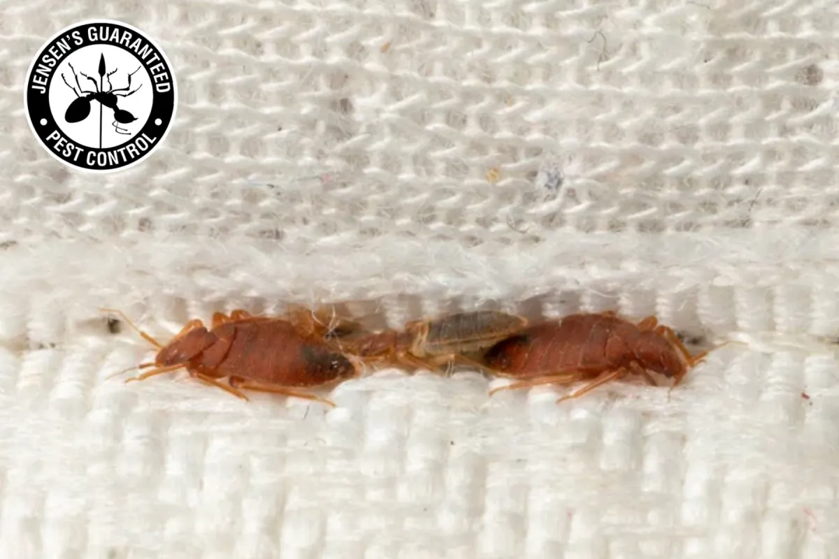 bed bug hiding in the mattress