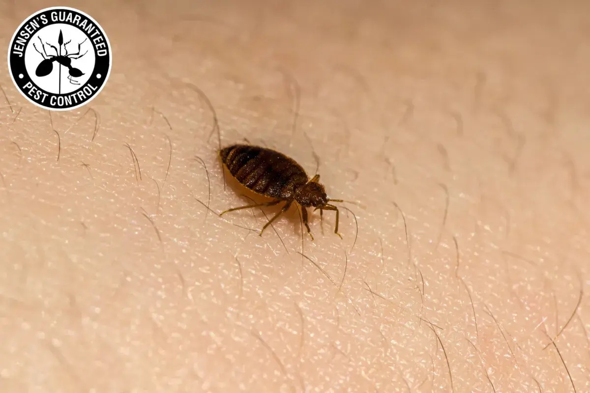 bed bug