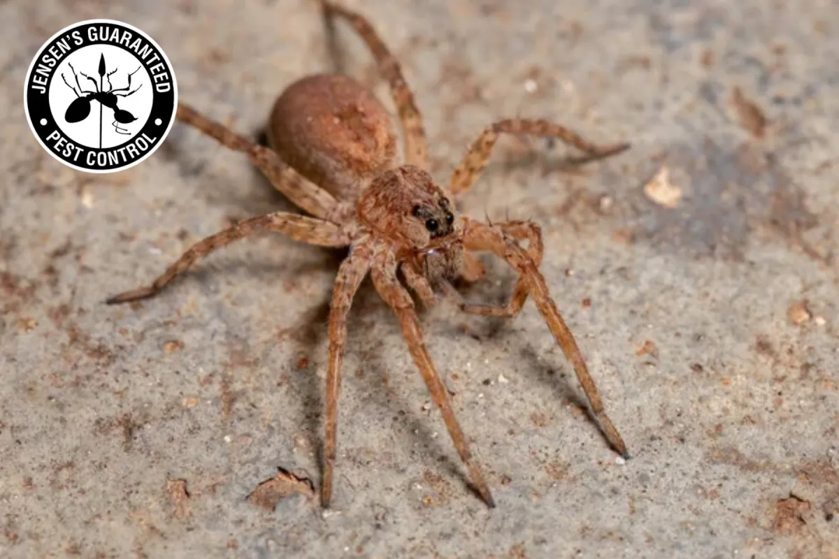 brown recluse spider