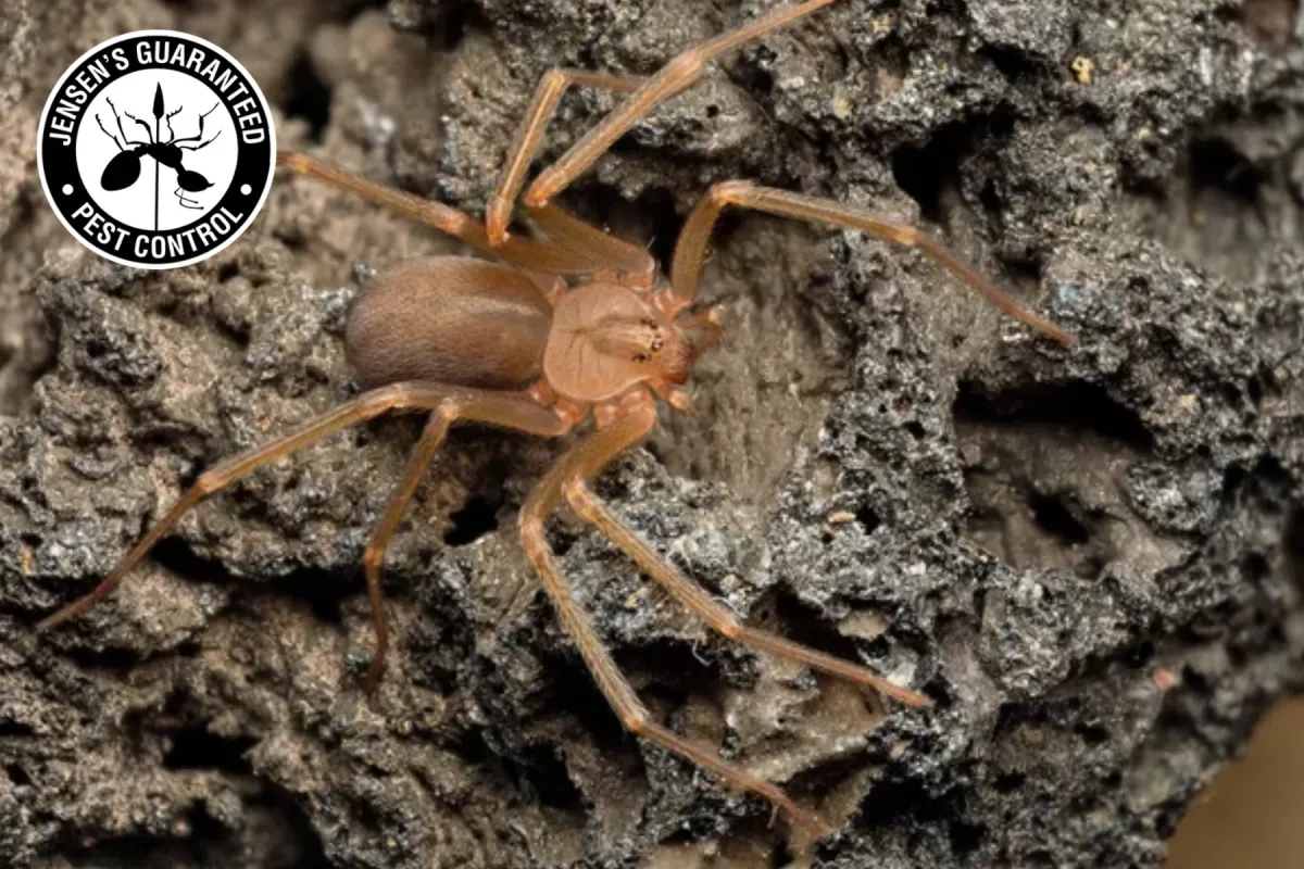 brown recluse spider