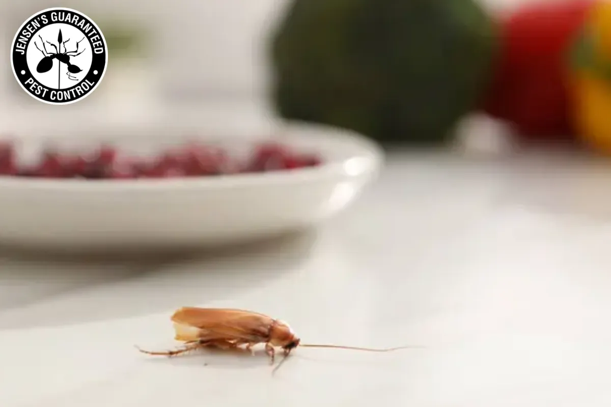 cockroach on the table
