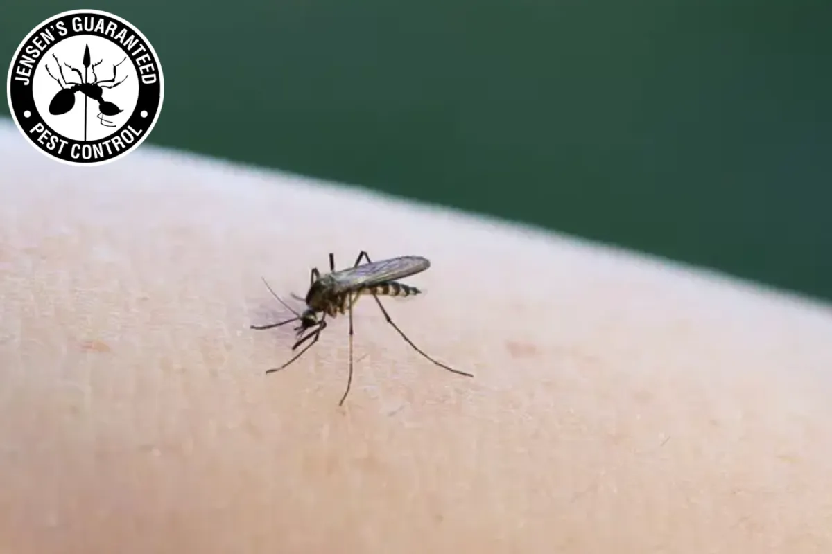 Why Do Pests Often Appear More Active Immediately After a Professional Treatment 1 mosquito on human skin