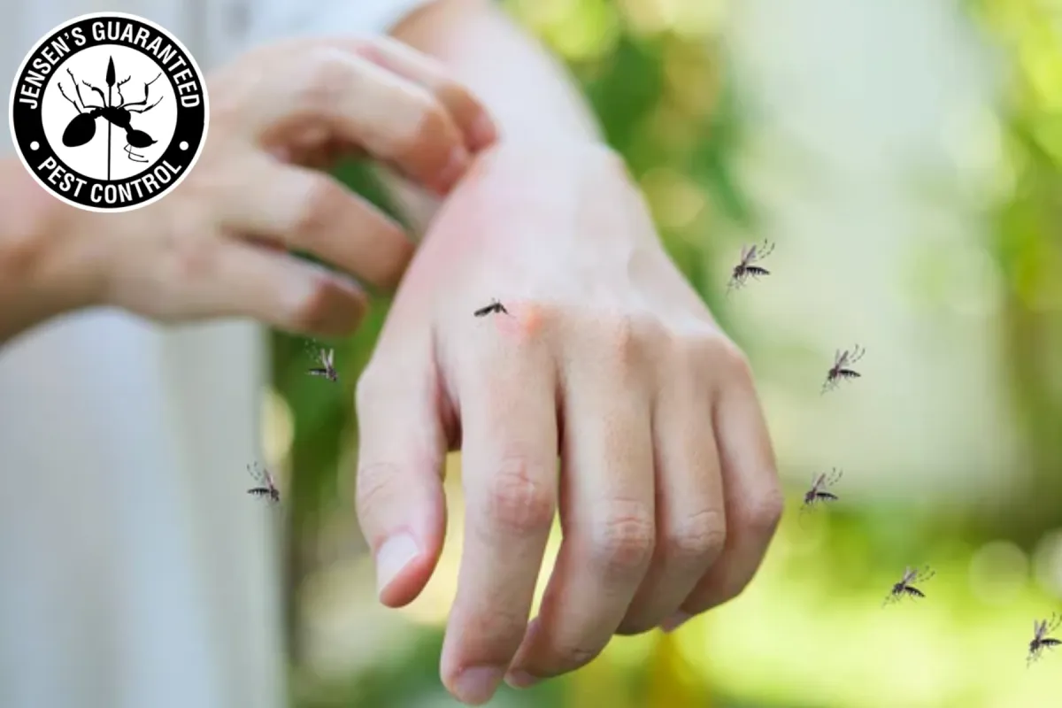 Why Do Pests Often Appear More Active Immediately After a Professional Treatment 1 mosquitoes