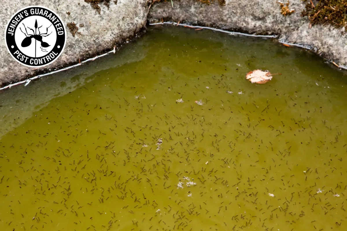 Why Do Mosquitoes Keep Coming Back After Mosquito Control Treatments 1 mosquito larva in the water