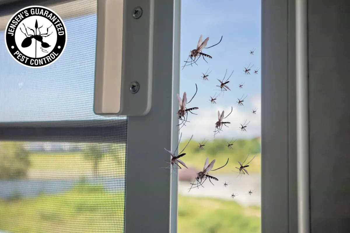 Why Do Mosquitoes Keep Coming Back After Mosquito Control Treatments 1 mosquitoes flying into rhe house