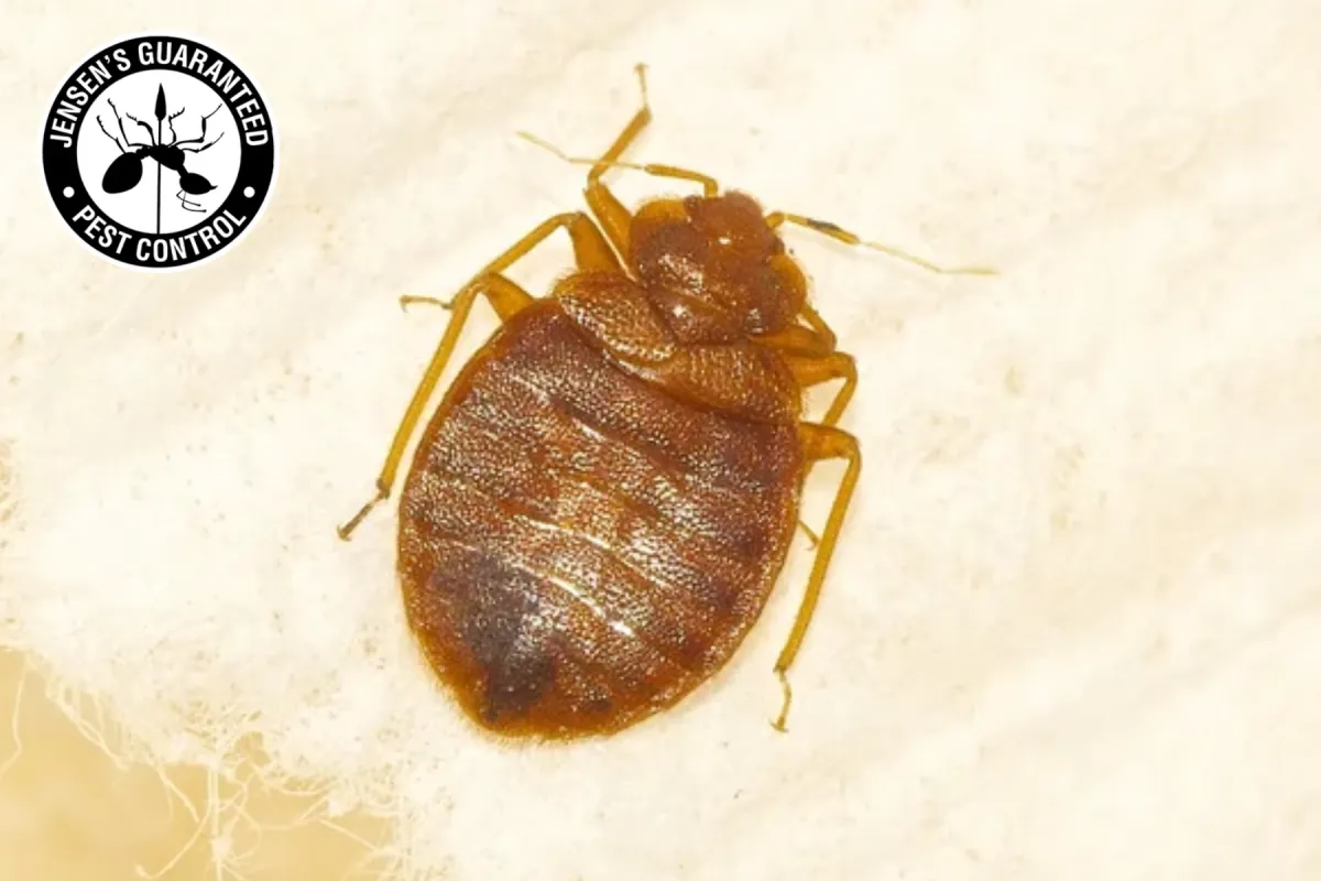 photo of bed bug
