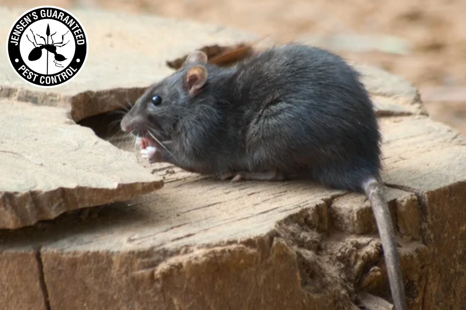 Rodent Control 101: Essential Tips For Keeping Your Salt Lake City Home Safe 1 rat