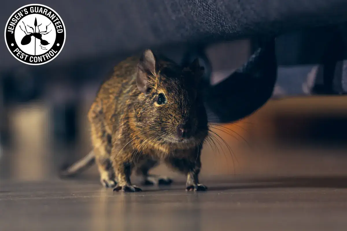 rodent