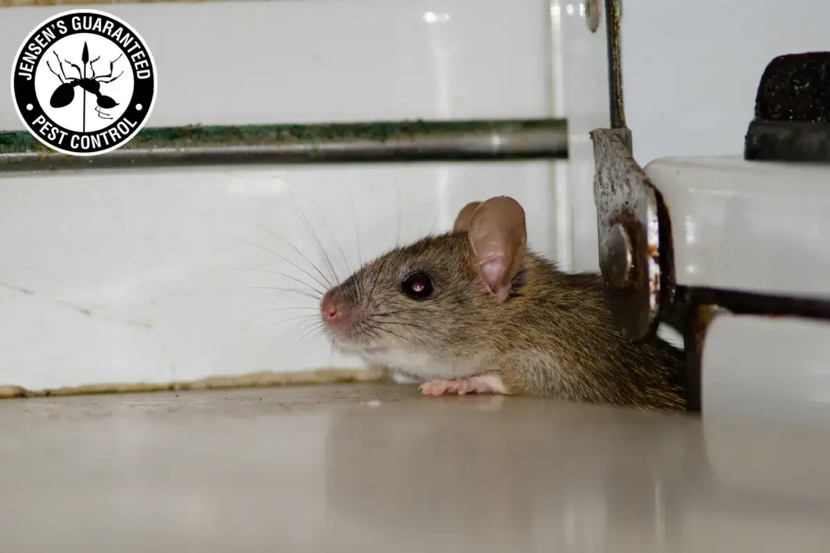 How Does Professional Rodent Control Prevent Rodents From Dying Inside Walls 1 rodent in the kitchen