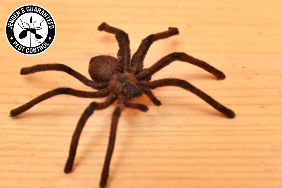 spider on wood