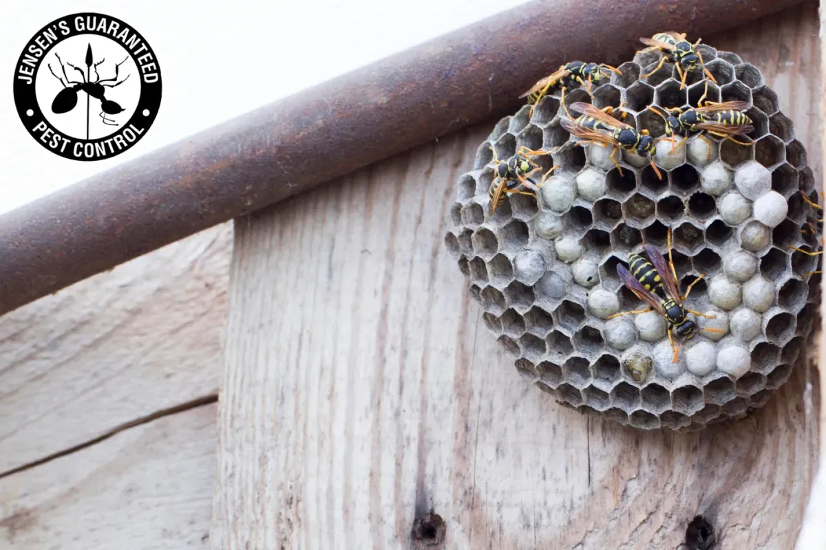 Why Do Wasps Keep Building Nests Around the Same Areas of a Home Every Year 1 wasp nest