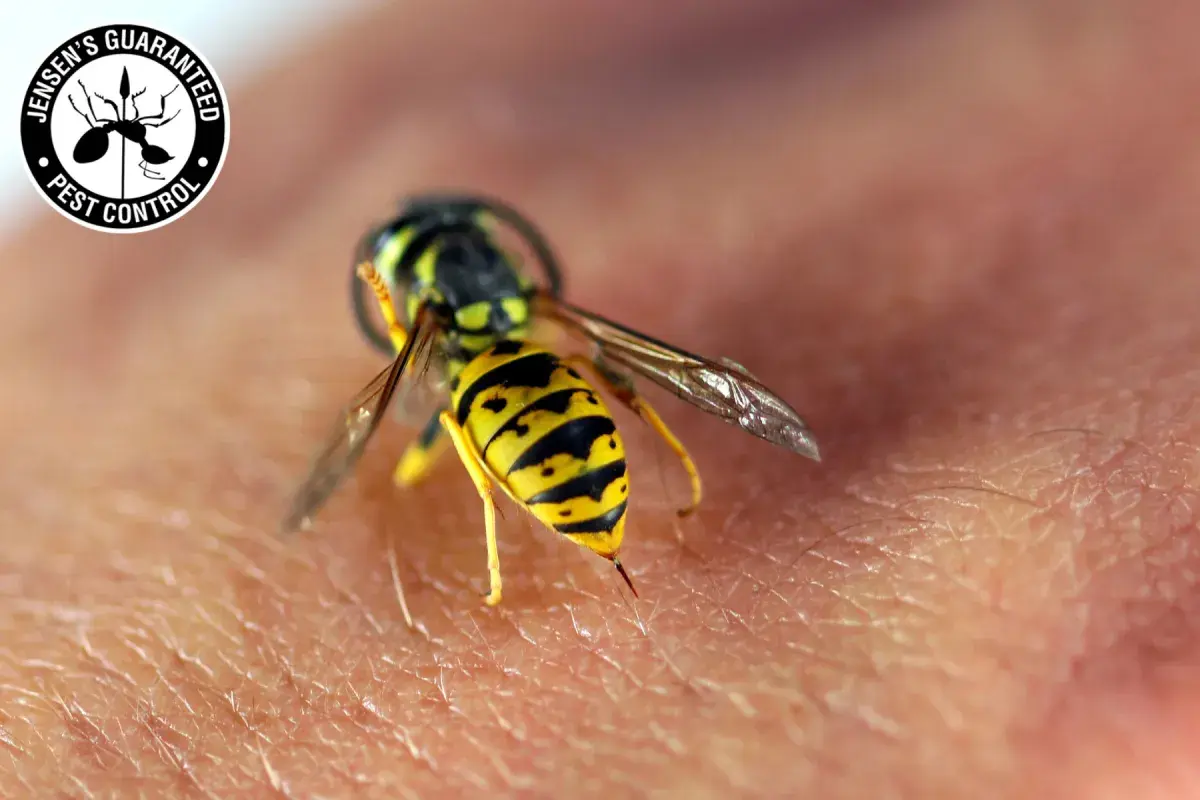 How Does Professional Wasp Control Remove Wasp Nests More Safely Than DIY Methods 2 wasp on human skin