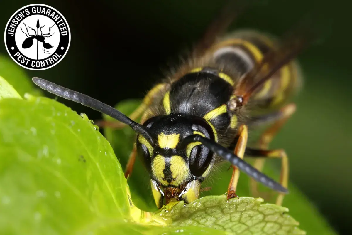 wasp on the plant