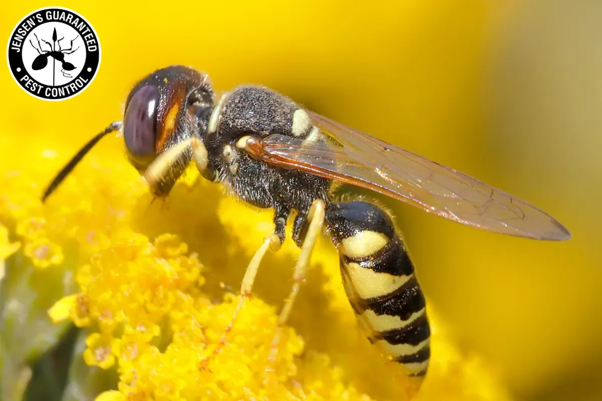 wasp on yellow flower