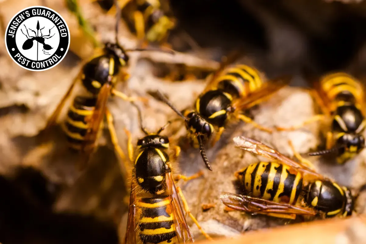 How Does Professional Wasp Control Remove Wasp Nests More Safely Than DIY Methods 1 wasps on the nest