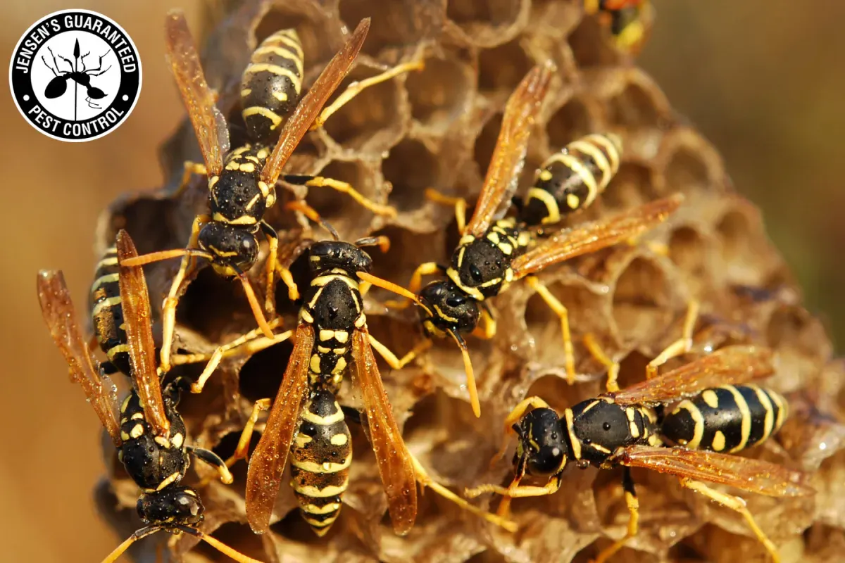 How Long Does Professional Wasp Control Take to Stop Its Activity Around a Home 1 wasps