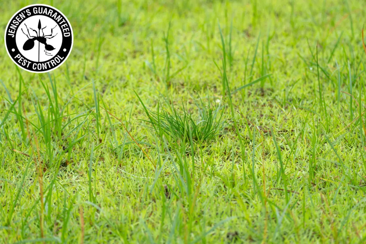 How Do Fertilization and Weed Control Work Together to Create a Healthier Lawn 1 weed control
