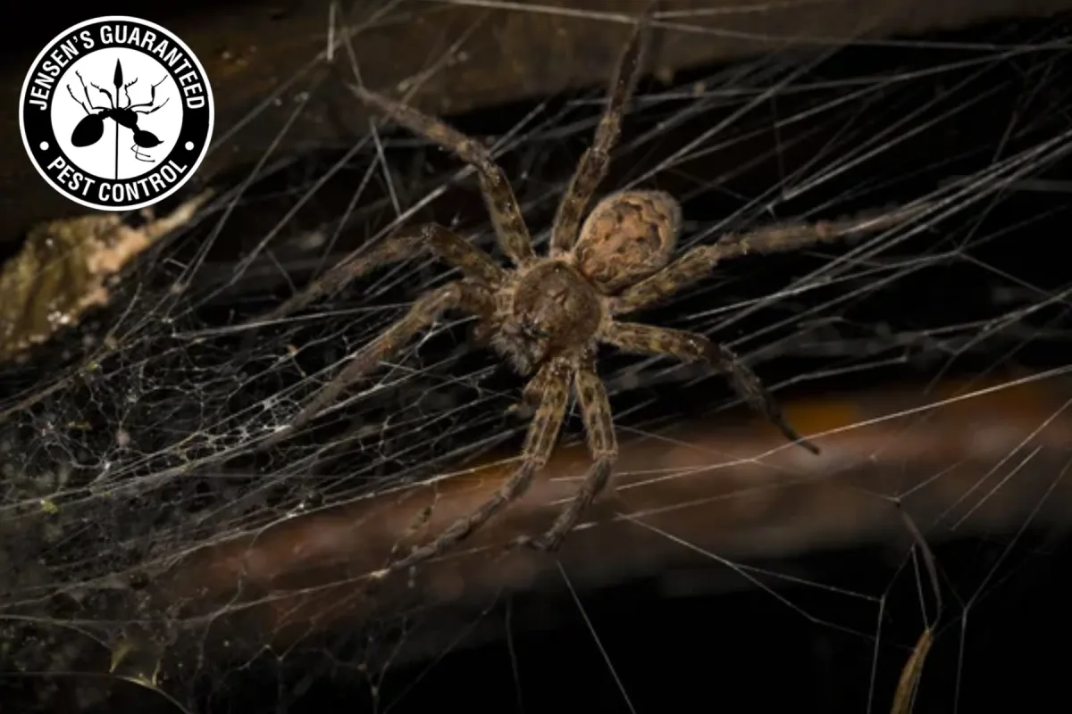 How Do You Get Rid of Spiders in a House Without Making the Problem Come Back 2 wolf spider